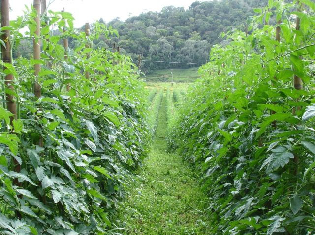 O sistema é baseado, fundamentalmente, no conceito de redução substancial até a eliminação do uso de agroquímicos.