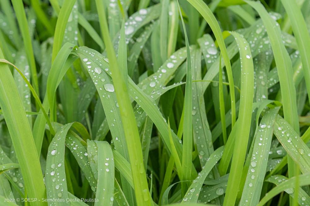 O País possui áreas com condições climáticas favoráveis e estratégias para tornar as pastagens ainda mais produtivas, rentáveis e sustentáveis, mas o manejo intensivo precisa ser bem feito.