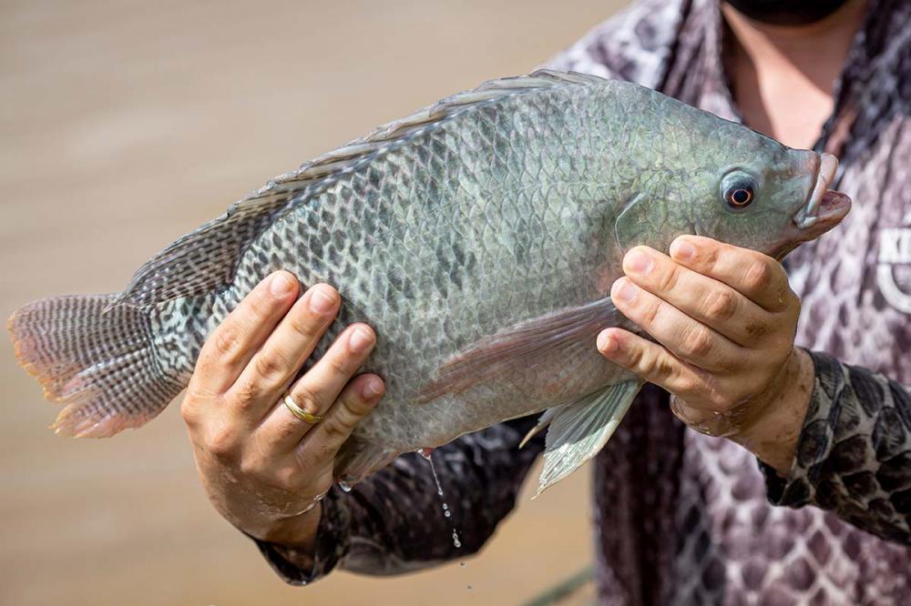 A tilápia continua liderando a produção de peixes de cultivo no Brasil, representando quase 64% do volume total.Foto Sistema CNA/Senar.