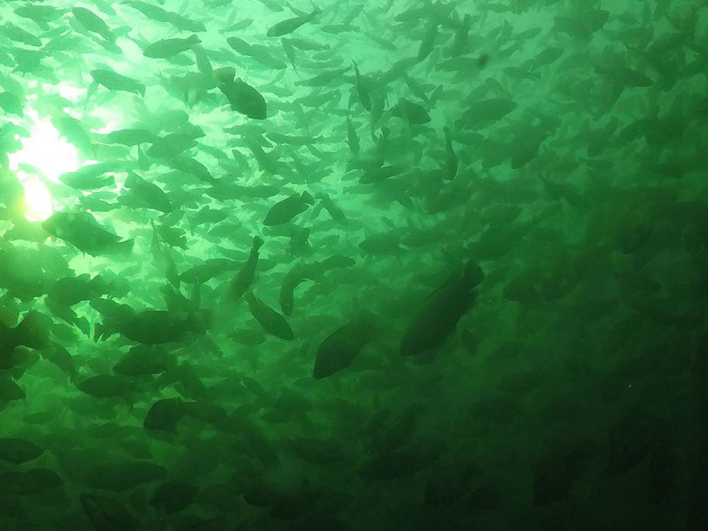 A Peixe BR dá sua contribuição para o crescimento da atividade no Brasil, tendo se constituído em apenas oito anos em uma entidade sólida, consistente, presente e com muitos serviços para a cadeia produtiva. 