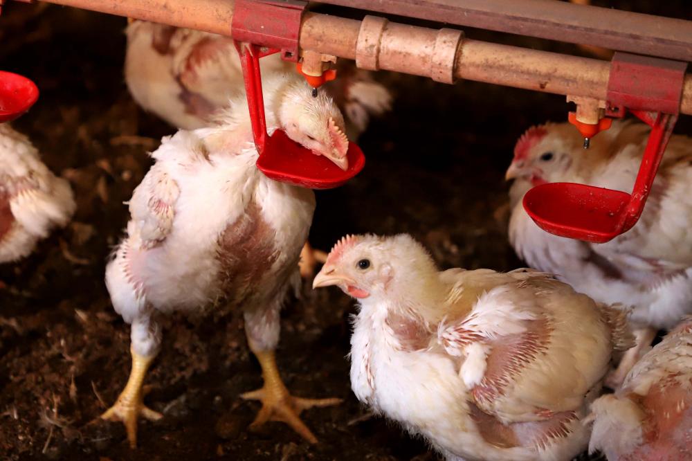 Governo do Paraná suspende participação de aves em eventos agropecuários por 90 dias Foto: Ari Dias/AEN