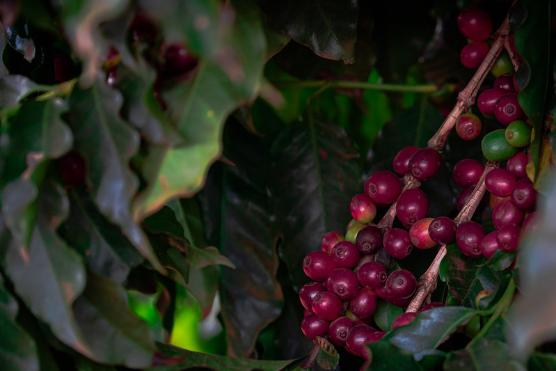 Os bioinsumos, por exemplo, ganharam relevância no dia a dia dos cafeicultores e na agricultura nacional por conseguirem otimizar a produção do café levando aos consumidores uma bebida diferenciada capaz de atender aos paladares mais exigentes. Foto Siste