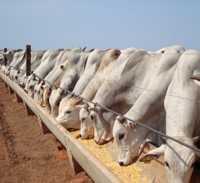 A proposta do Programa de Eficiência de Carcaça é produzir hoje o animal do futuro em termos de constância de oferta, precocidade, excelente acabamento de gordura, carcaça uniforme, bom peso ao abate, padronização e ph da carne.