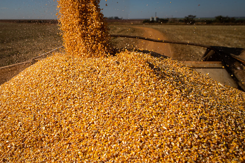 A segunda safra 2022/23 do cereal recebeu mais uma revisão positiva, de 0,7% em comparação com o número de fevereiro, chegando a 100,8 milhões de toneladas. Foto Sistema CNA/SENAR.