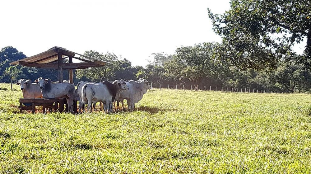 A nutrição é um dos principais fatores para a maximização do desempenho metabólico dos animais, favorecendo não apenas o aumento da produção de leite, carne e acabamento de carcaça no período da engorda, mas também um auxílio ao sistema reprodutivo das ma