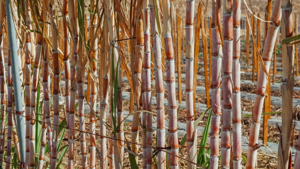 Produtores rurais enfrentam desafios como a produtividade afetada pelo clima e pragas, além de custos elevados na produção. Diante disso, a solução UC System, desenvolvida pela Ultra Clean Brasil, apresenta-se como uma alternativa para reduzir custos e au