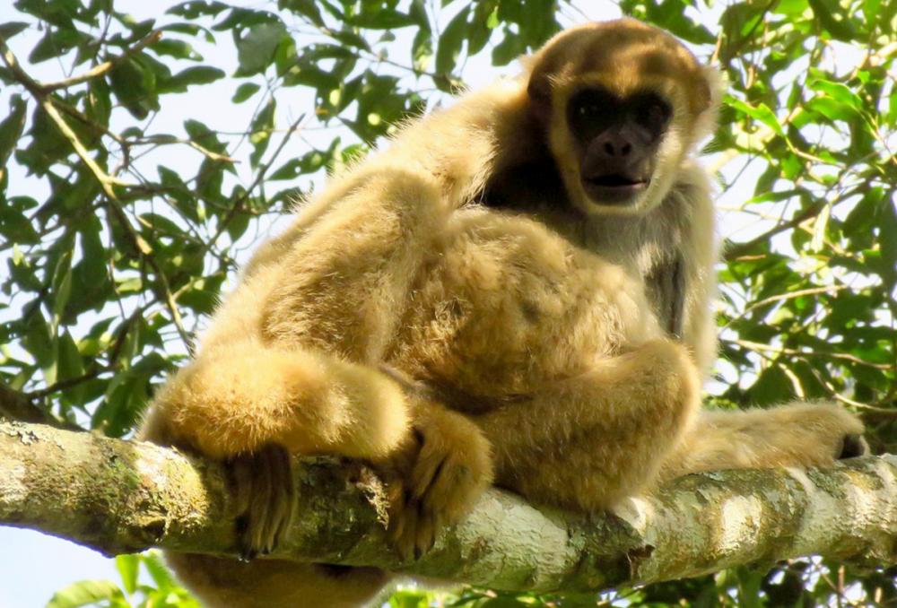 O trabalho dos pesquisadores do Lactec para a conservação do maior primata das Américas - o muriqui-do-sul (Brachyteles arachnoides) - resultou em uma descoberta de importância para a ciência: o levantamento de uma nova população da espécie no Paraná. O r