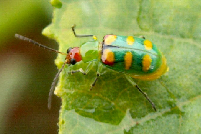 IDR-PR alerta produtores de hortaliças para combate à vaquinha verde-amarela Foto: IDR-Paraná