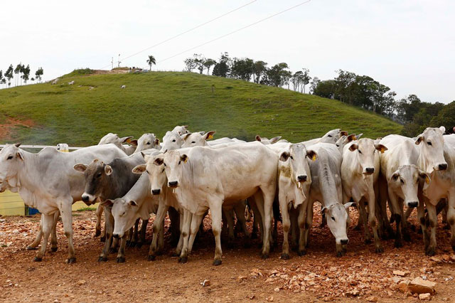 A partir de 1º de janeiro de 2020, estará proibida a entrada em território paranaense de animais vacinados contra a doença – com exceção daqueles destinados ao abate imediato.