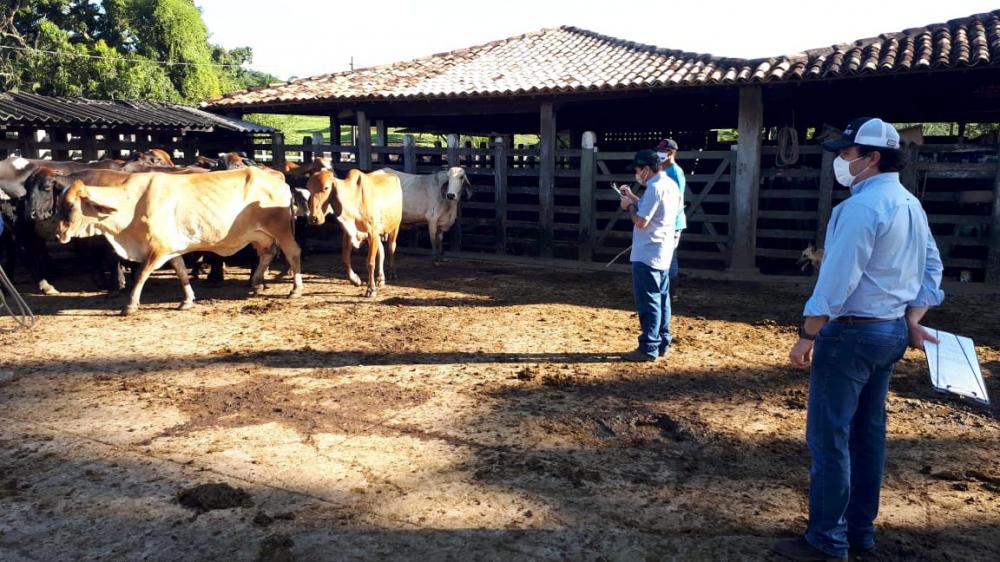 Técnicos da Girolando fazem inspeção em rebanho.
