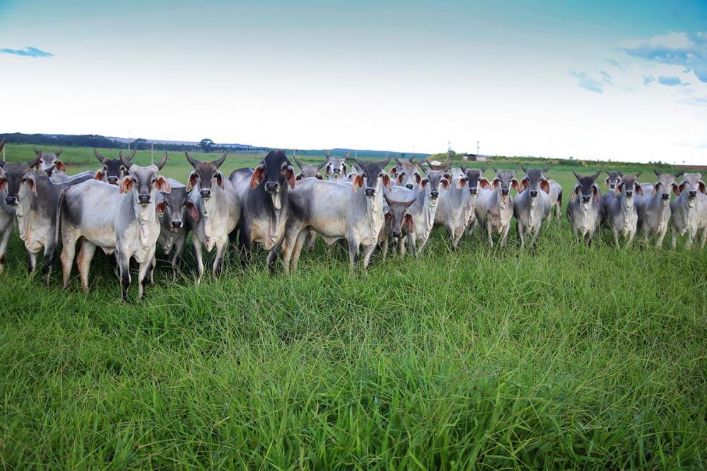 Na lei brasileira, fica claro que esses produtos adaptados e modificados passam a pertencer como patrimônio genético do país de onde estão sendo produzidos, no caso, o Brasil. Foto: Sistema CNA/Tony Oliveira.