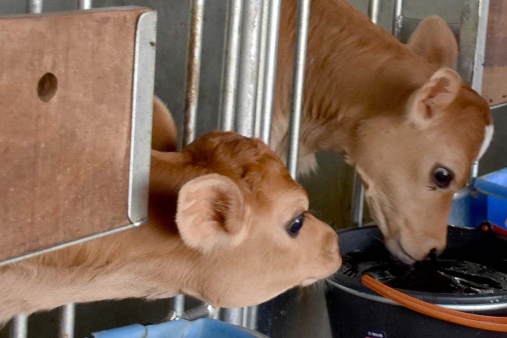 Qual é o momento ideal para iniciar a alimentação sólida para bezerras?