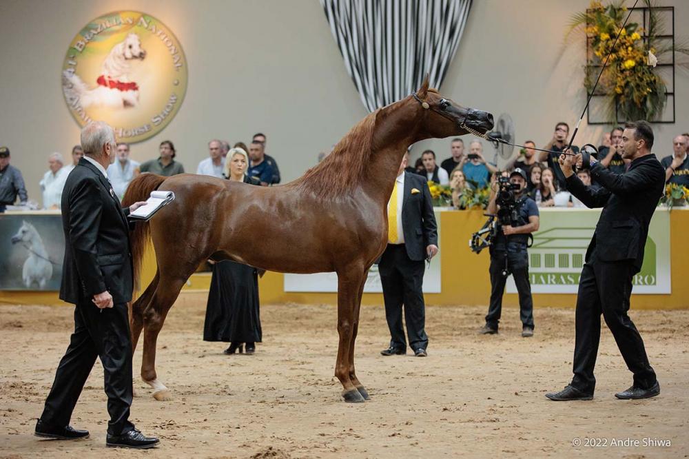 A 36ª Exposição Interestadual do Cavalo Árabe irá marcar a retomada da raça e dos eventos agropecuários ao Parque da Água Branca, que fica localizado no coração de São Paulo. 