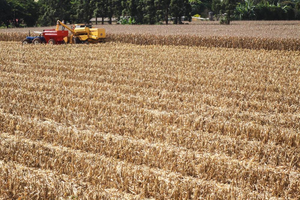 O destaca nesta sexta-feira (07) a cultura do milho, cuja colheita avança, e traz informações de outros produtos agropecuários do Estado Paraná.