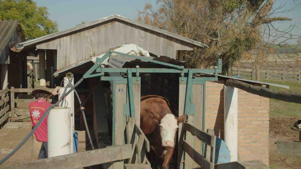 Animais recebem aplicação de solução sustentável no controle de pragas desenvolvido pela Decoy. (Foto: Divulgação)