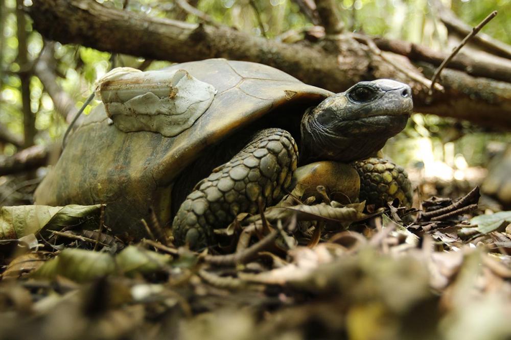 Jabutis-tinga são soltos no Parque Nacional da Tijuca-Tomaz Silva-Agência Brasil-Fotos