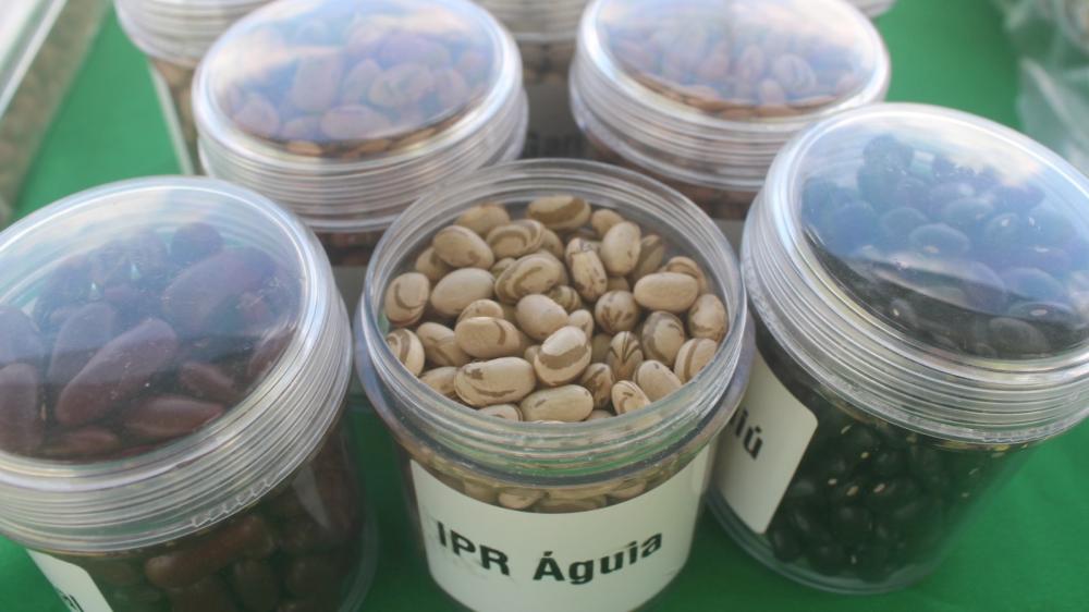Leva cerca de nove meses até que os grãos de IPR Águia comecem a ficar com aquele aspecto oxidado que desagrada o brasileiro consumidor de feijão. Fotos IDR-Paraná.