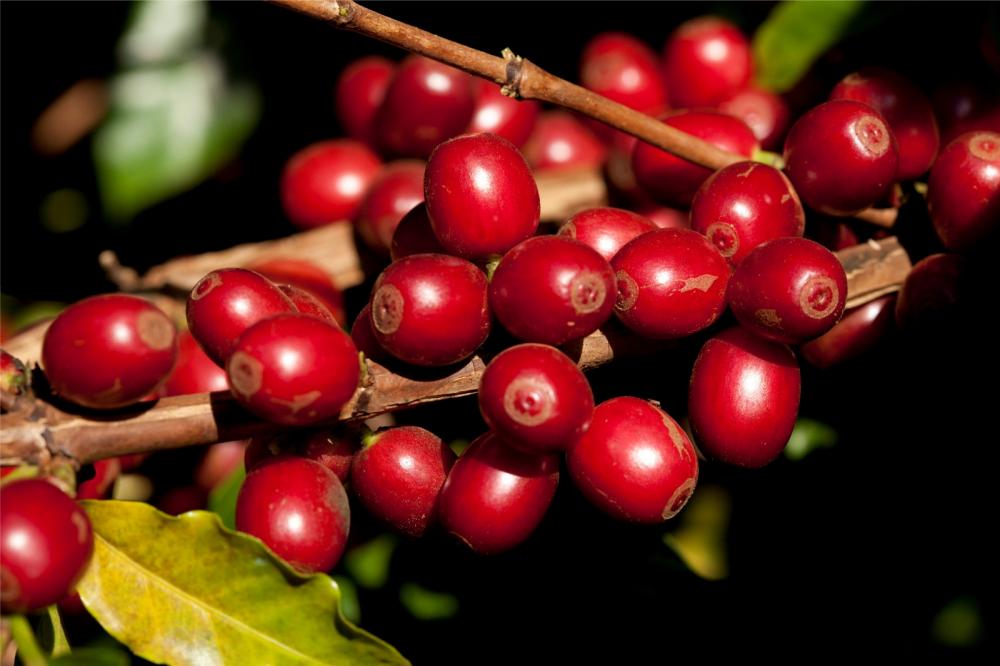De acordo com o superintendente da Federação dos Cafeicultores do Cerrado, Juliano Tarabal, os cafés especiais que serão lançados são resultado de uma safra que comemorou os 50 anos da cafeicultura do cerrado.