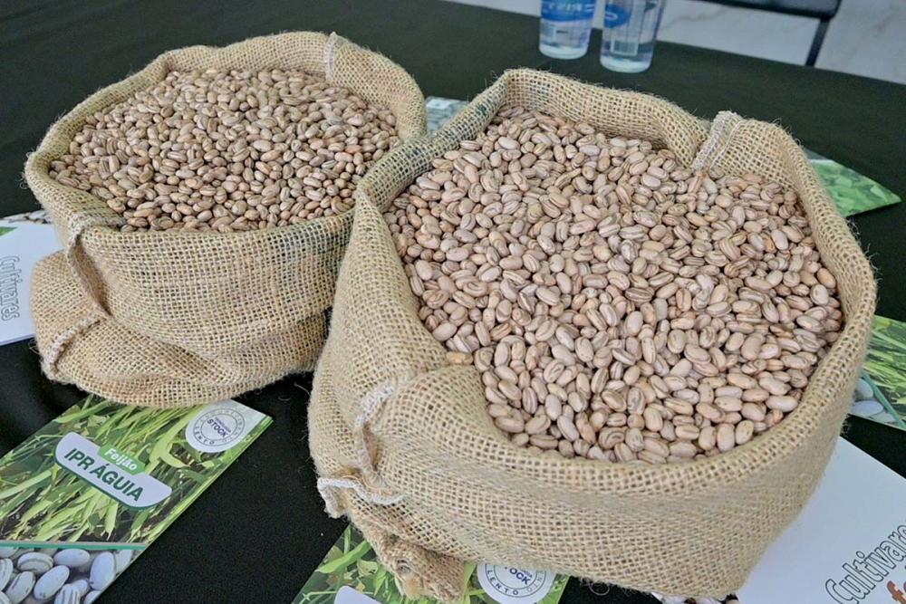 Nova cultivar de feijão, IPR Águia, é apresentada com destaque para escurecimento lento dos grãos e alta produtividade. Ideal para produtores, indústria e consumidores.Fotos Toninho Anhaia