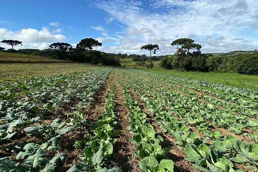 Santa Tereza do Oeste recebe Dia de Campo de sistema de plantio direto de hortaliças Foto: IDR