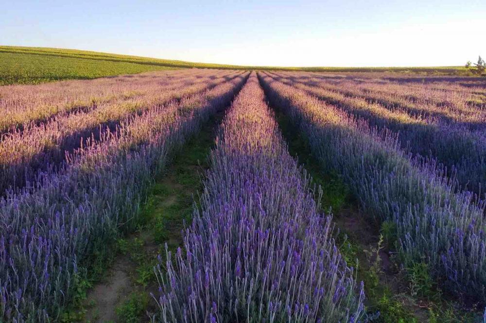 Turismo rural: governador sanciona lei que cria a Rota da Lavanda no Paraná Foto: Het Dorp