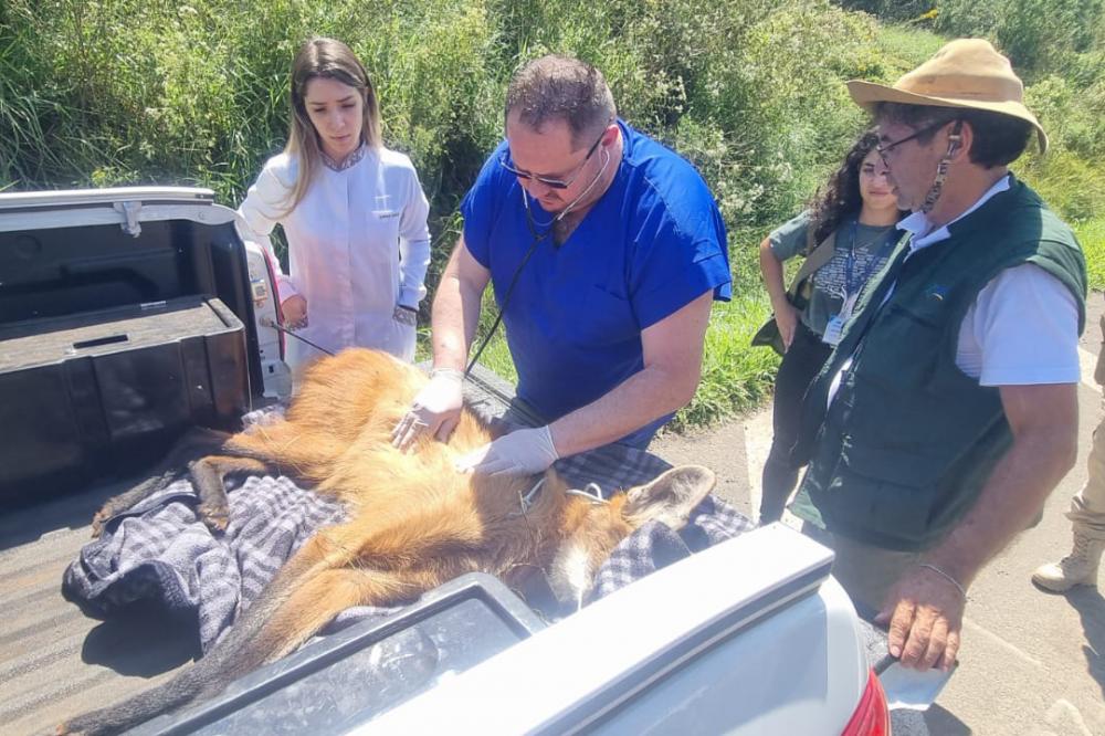 Lobo-guará fraturou o fêmur, passou por cirurgia e está sob cuidados de veterinários do Centro de Triagem e Atendimento de Animais Silvestres (CETAS), em Ponta Grossa. Foto: IAT