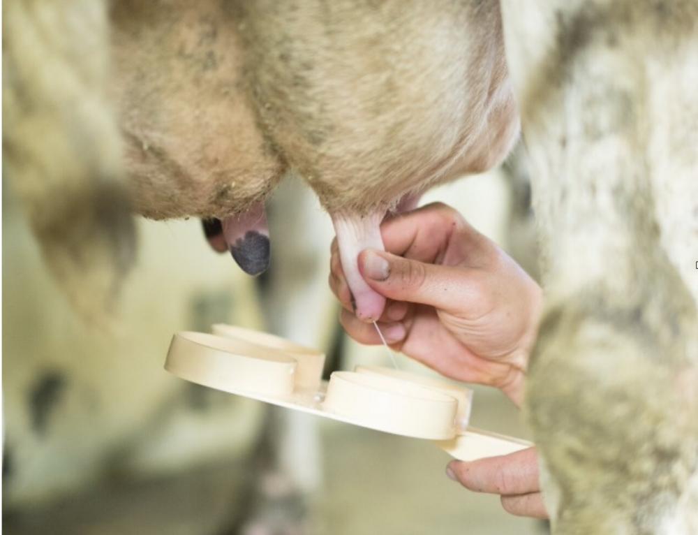 Realização de teste de CMT (California Mastitis Test) para estimativa da CCS (Contagem de Células Somáticas)