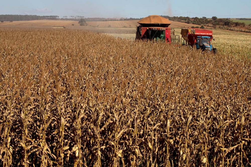 O milho 2ª safra, no Paraná, apresentou um aumento na produção de 3,1%, se comparado com a estimativa anterior. Sistema CNA/Foto: Wenderson Araujo.