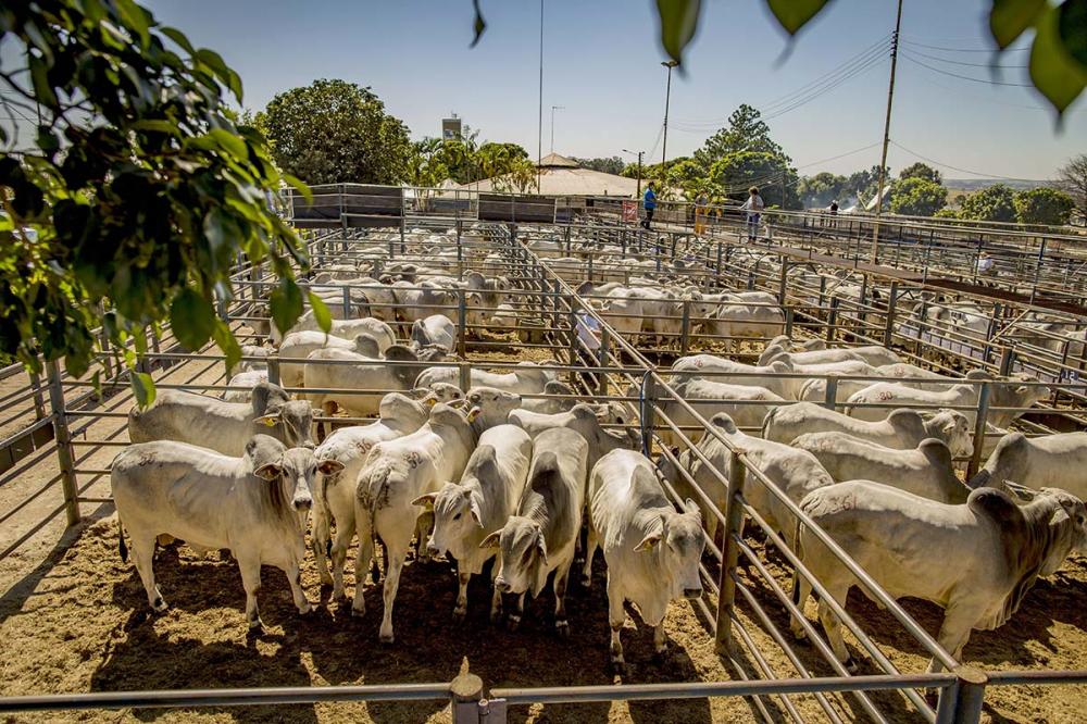O valor médio por animal foi de R$ 12 mil, dando faturamento total superou os R$ 8 milhões, um recorde para o evento.