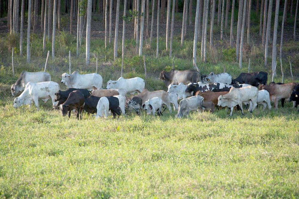 A medida é mais um passo rumo para o reconhecimento internacional por parte da Organização Mundial de Saúde Animal (OIE), o que deve ocorrer em maio de 2021. Sistema CNA/Fotos Wenderson Araujo.