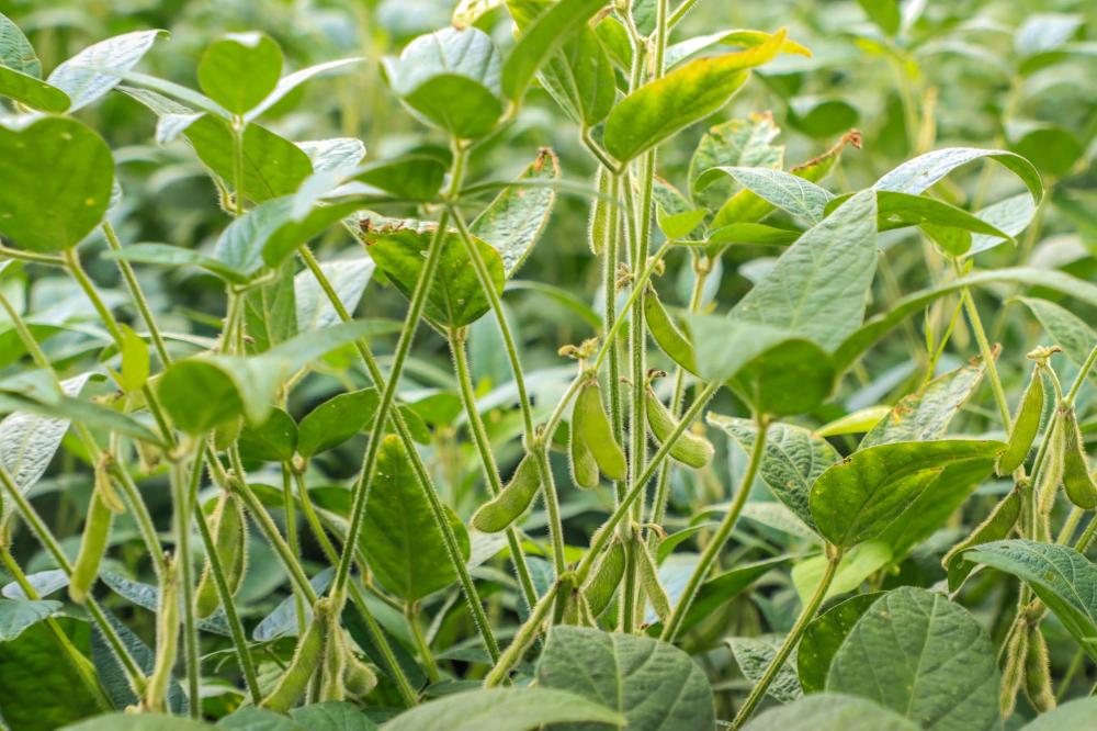 IDR-Paraná lança novos aplicativos para a agropecuária na ExpoLondrina
