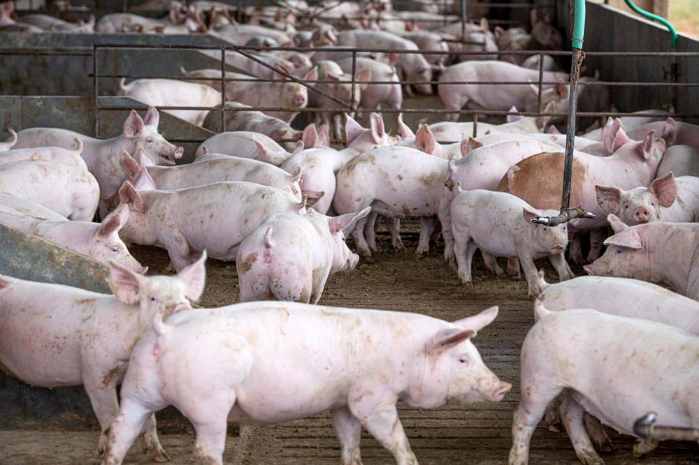 O produto tão apreciado na região reforça a posição asiática como novo maior polo mundial dos negócios internacionais para a proteína animal do Brasil. Foto Sistema CNA/Wenderson Araujo