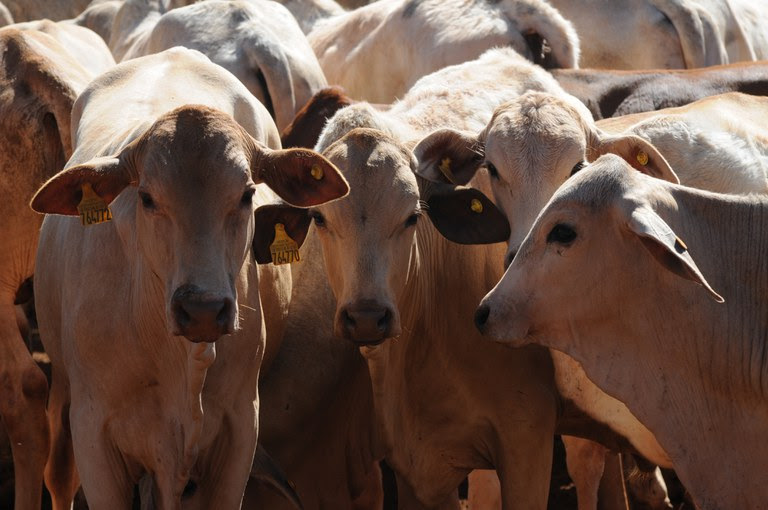 As sete unidades Federativas, que não precisarão mais vacinar seu rebanho bovino e bubalino contra a febre aftosa, somam aproximadamente 113 milhões de cabeças, representando cerca de 48% do rebanho total do País. 