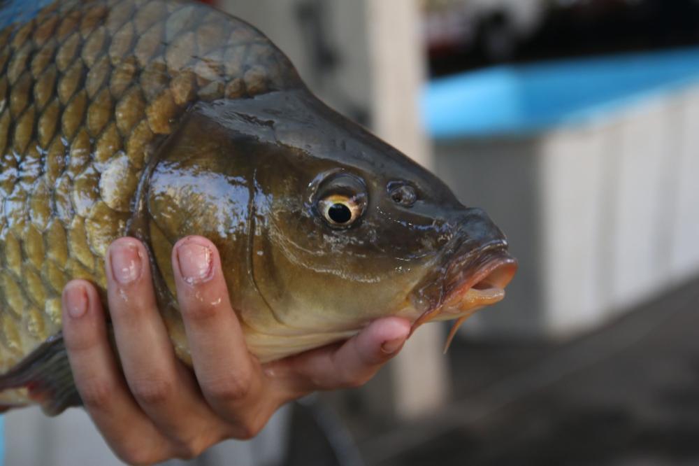 Feira do Peixe em Ponta Grossa vai até o dia 08 de Abril. Foto Asscom Prefeitura de Ponta Grossa.