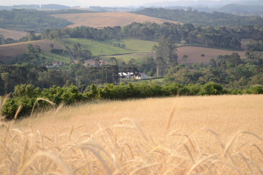 IAT cria guia para ajudar proprietários a adequarem áreas de reserva legal Foto: IAT