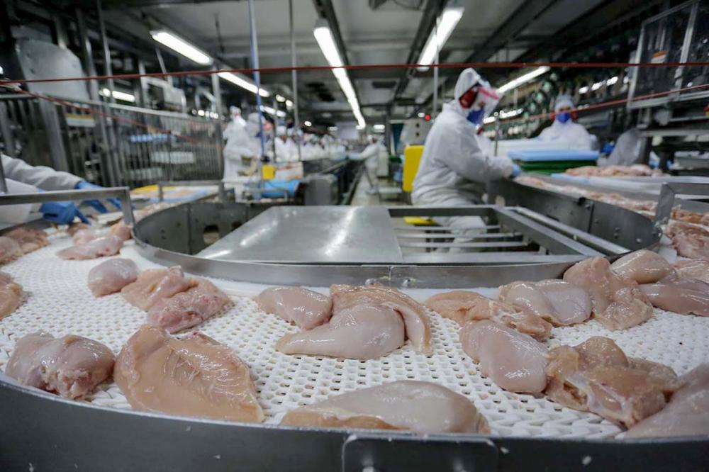 O resultado das vendas de carne de frango no terceiro mês deste ano alcançou US$ 980,5 milhões, número 27,2% superior ao registrado no mesmo período de 2022, com US$ 771,7 milhões. Foto: AEN