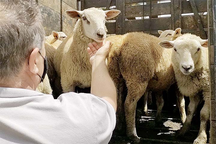 Luiz Fernando Tonon, presidente do Sindicato Rural de Piraí do Sul e Apisco, convida os produtores rurais de Piraí do Sul e região para a palestra sobre preparo de pele de ovino. Foto Toninho Anhaia
