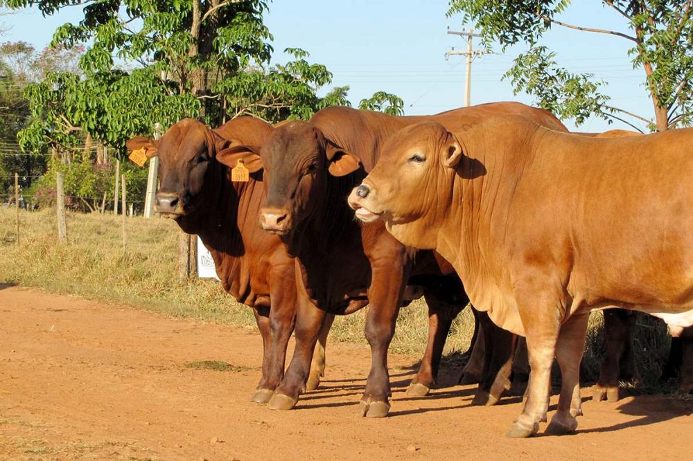 O Megaleilão Virtual Montana venderá os 50 touros selecionados em 30 parcelas (2+2+2+2+2 +2+18), com frete rodoviário grátis para cargas de 16 ou 24 touros e frete facilitado para qualquer quantidade de touros.