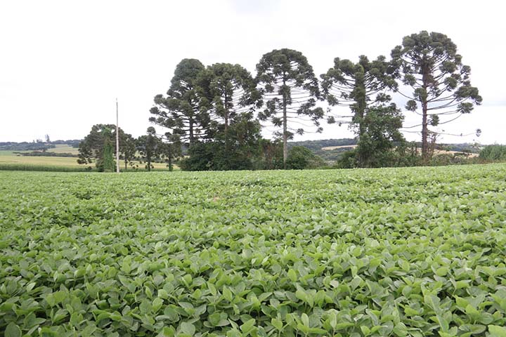 O setor de Atendimento ao Produtor Rural junto a Coordenadoria do ISS e ICMS da Secretaria de Fazenda já está fazendo um trabalho de orientação junto aos produtores, com a distribuição de uma cartilha explicativa. 