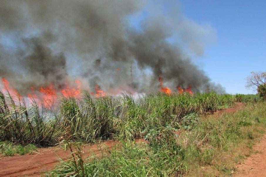 O Paraná tem cerca de 600 mil hectares de produção de cana-de-açúcar, a maioria à beira de estradas, e 21 usinas em atividade. 