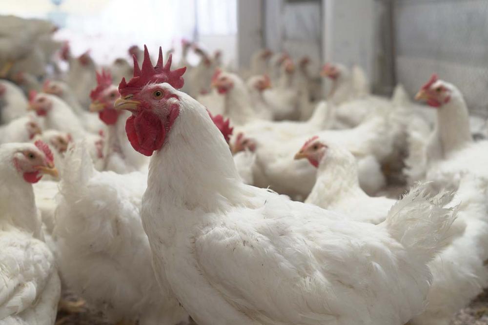 Por meio do seu programa global de Bem-estar Animal, a BRF estabelece políticas, normas, processos e indicadores de acordo com as especificidades de cada localidade onde atua, sejam ambientais e culturais, sejam climáticas ou religiosas.