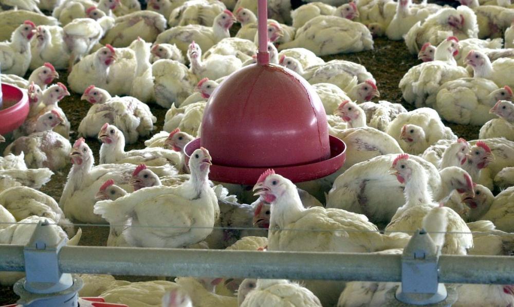 De acordo com o Ministério da Agricultura brasileiro, a China ainda não fez uma notificação oficial sobre o ocorrido. Foto Divulgação Brasil 61