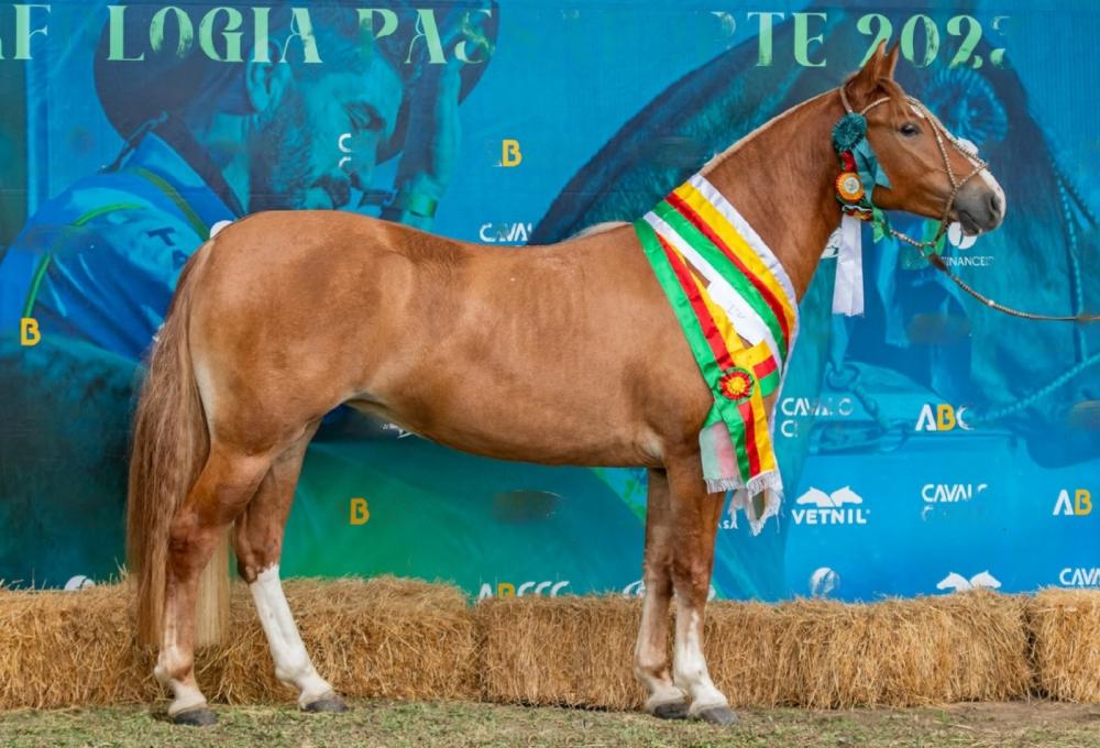 Foto: Felipe Ulbrich/Divulgação (Airosa do Taboado)