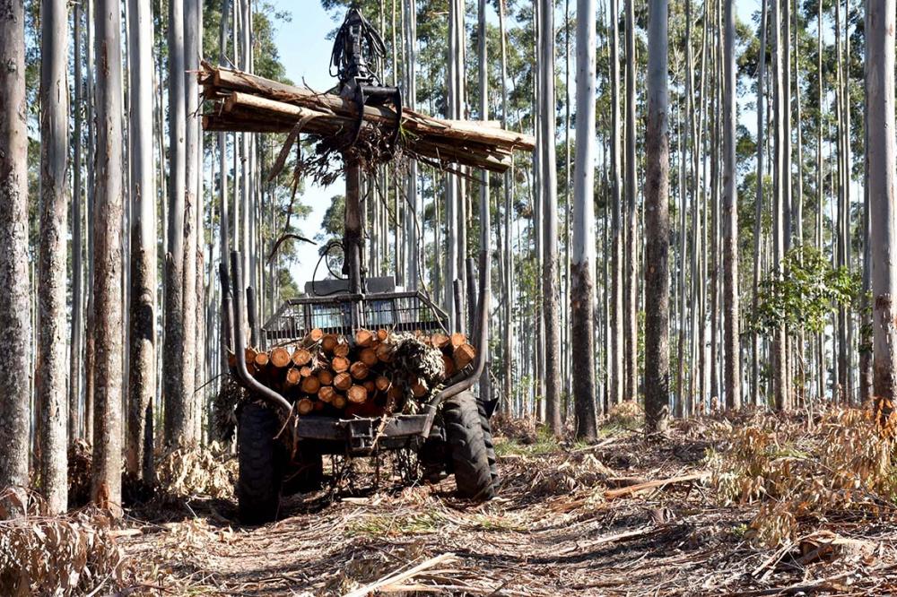 Geralmente as etapas de colheita e transporte florestal representam mais da metade dos custos da madeira colocada em fábrica. Fotos Toninho Anhaia