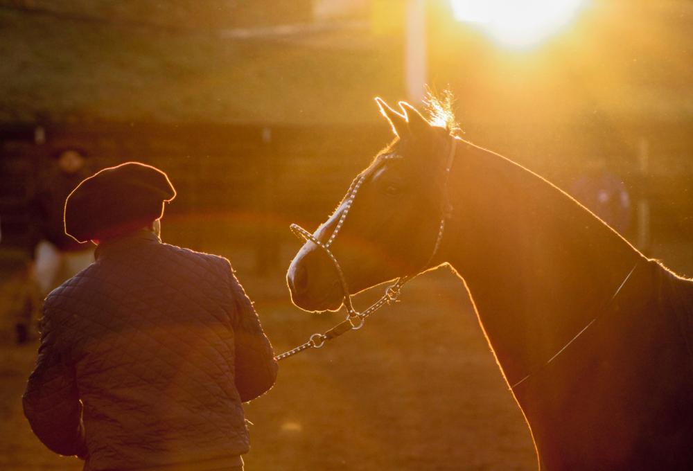O evento, organizado pelo Núcleo de Criadores de Cavalos Crioulos do Oeste Catarinense, ocorre de 20 a 22 de abril no Parque Tancredo Neves. Foto: Daymon Grocheviski/Divulgação