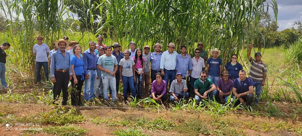 A Coopervap tem incentivado entre os produtores o plantio do BRS Capiaçu como uma estratégia para aumentar a oferta de forragem para a seca a baixo custo.