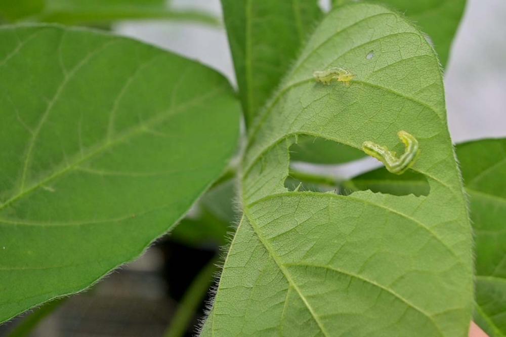 Elaboradas de forma conjunta por Mapa, Anvisa e Ibama, as 53 ER publicadas anteriormente possibilitaram o registro de quase 300 produtos fitossanitários com uso aprovado para a agricultura orgânica, contribuindo para os recordes alcançados no registro de 