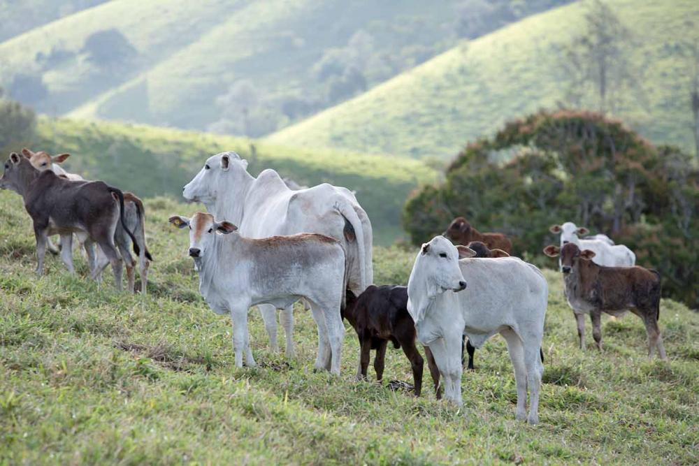 De acordo com o estudo, com o novo status sanitário, o Paraná estaria apto a exportar, sem restrições de mercado para países que pagam mais. Foto Sistema CNA/Wenderson Araujo.
