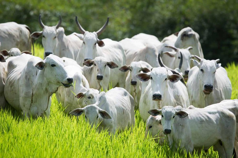 A principal vantagem da gestão e individualização é o controle, já que um animal individualizado se torna uma unidade produtiva, com avaliações zootécnicas constantes, comparativos, intervenções específicas, acompanhamento de ganho médio ou prejuízo. São 