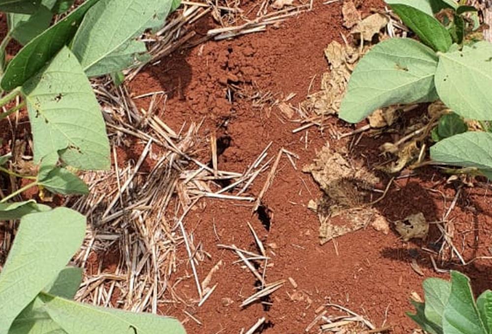 Conforme a Federação das Cooperativas Agropecuárias do Estado do Rio Grande do Sul (FecoAgro/RS), em algumas regiões, como a das Missões, que é a mais quente do Estado, assim como na Metade Sul, estas perdas passam de 70%. Foto: Divulgação